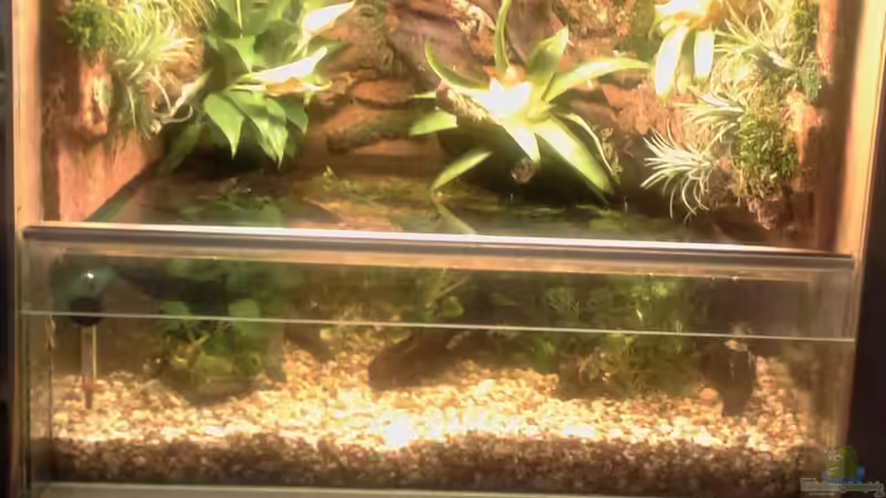 Hauptansicht Terrarium von Becken2 von wasserträger (1)