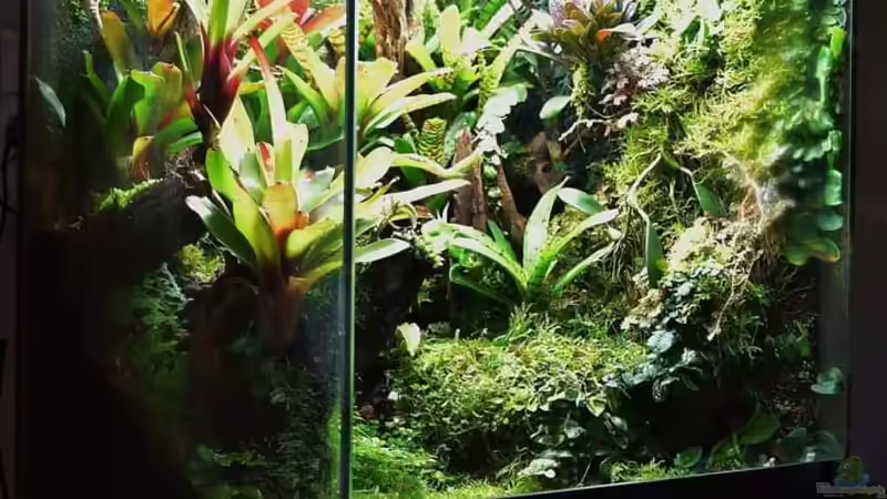 Hauptansicht Terrarium von Canyon von Junglist (1)