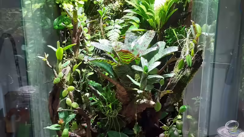 Hauptansicht Terrarium von Hightower von Junglist (1)