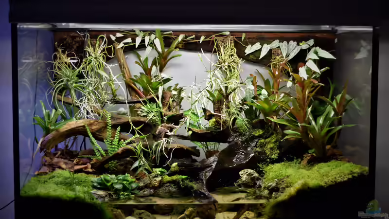 Hauptansicht Terrarium von Hummelkrötchen Nest von Junglist (1)