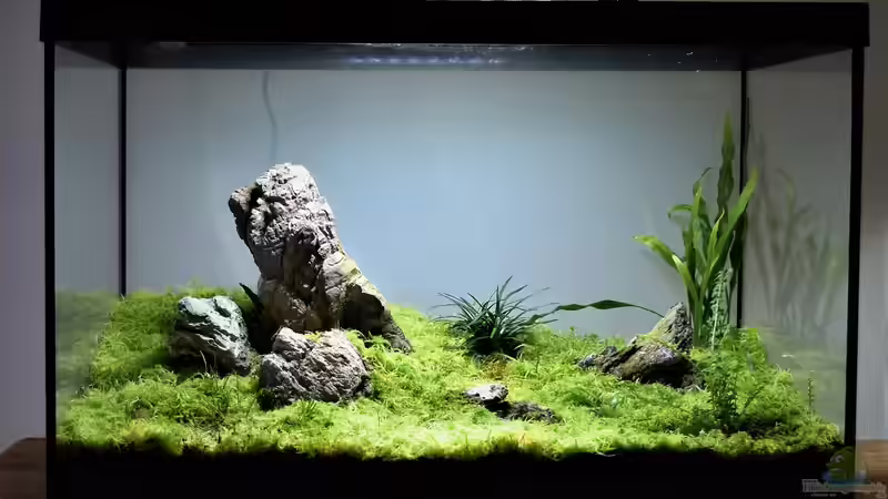Hauptansicht Terrarium von Iwagumi Style von Junglist (1)