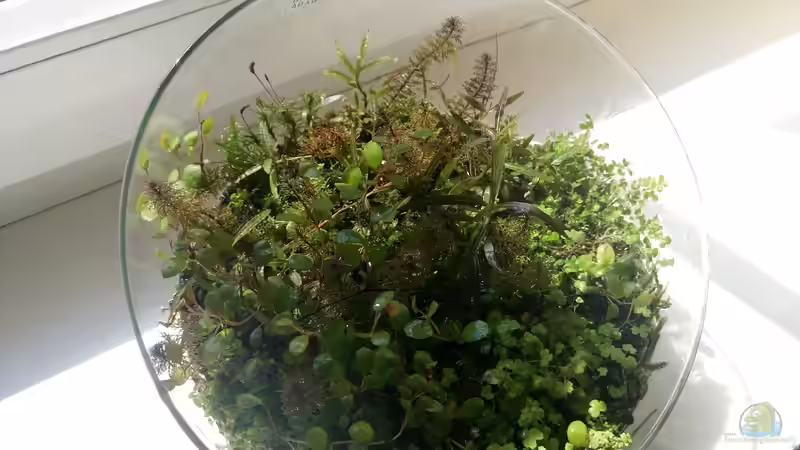Hauptansicht Terrarium von Kleine Insel von Scaper (1)