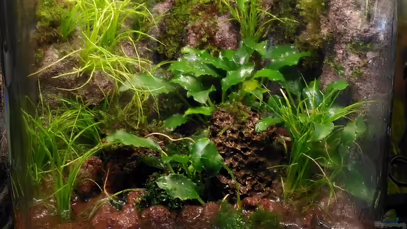 Hauptansicht Terrarium von Kleine Welt von Stephi (1)