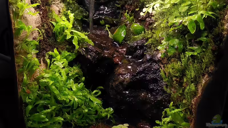 Hauptansicht Terrarium von Kleiner Wasserfall von Stephi (1)