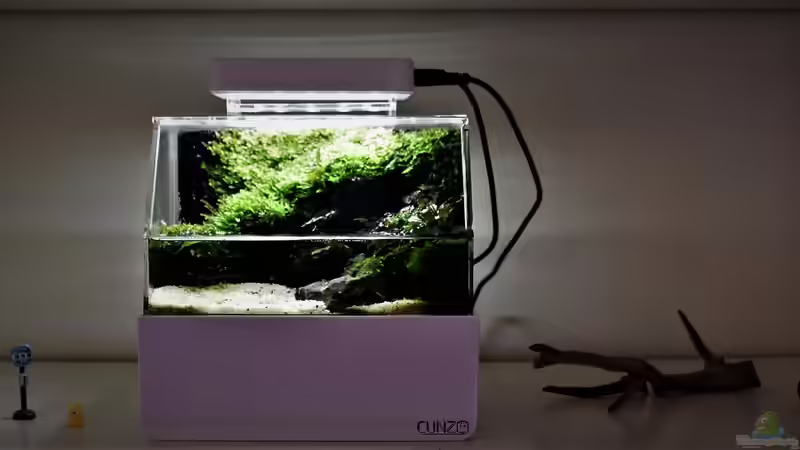 Hauptansicht Terrarium von Mini Complete Paludarium von Junglist (1)