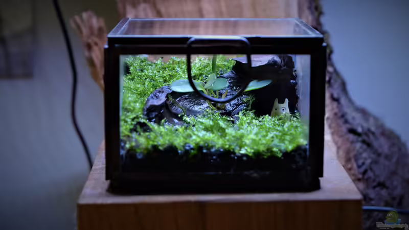 Hauptansicht Terrarium von Minimi von Junglist (1)