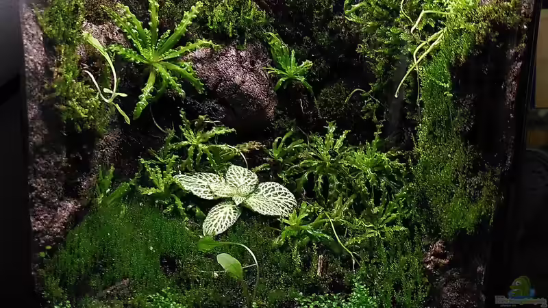Hauptansicht Terrarium von Mooswelt von Stephi (1)