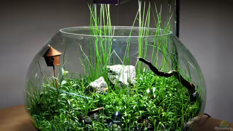 Hauptansicht Terrarium von Super Bowl von Junglist (1)