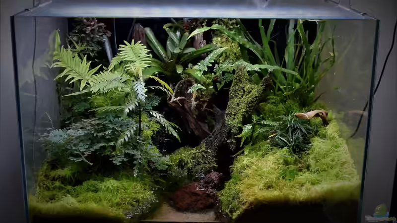 Hauptansicht Terrarium von Vampirhausen... Verkauft von Junglist (1)