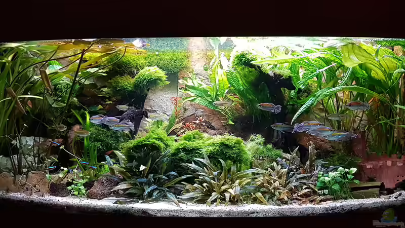 Hauptansicht vom 22.01.2017 von Thomas Müller (2)