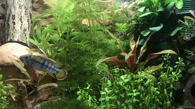 Hauptansicht von Bessey (1)