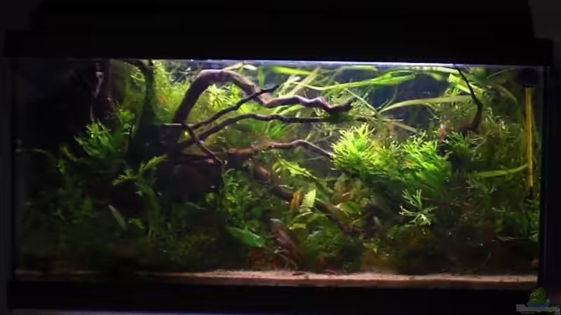 Hauptansicht von Dominik (1)