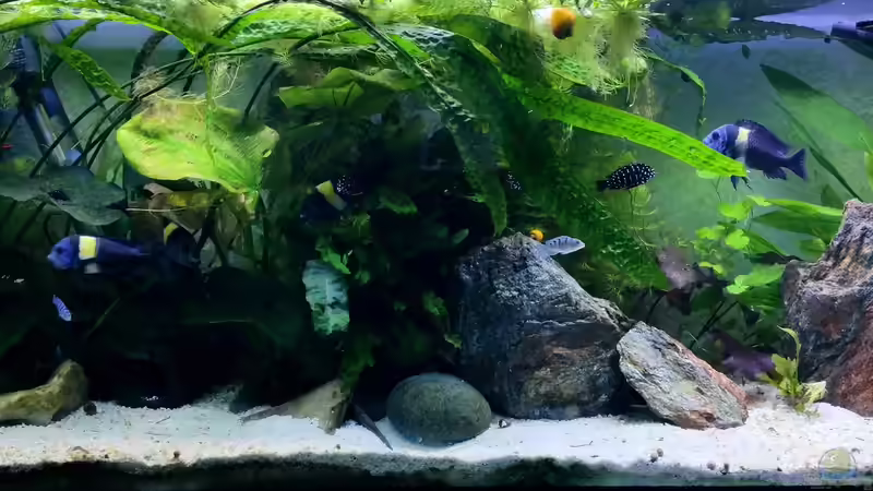 Hauptansicht von Dukes Aquaristikexperimente (1)