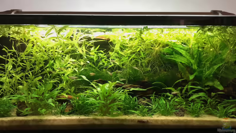 Hauptansicht von jkrt (2)