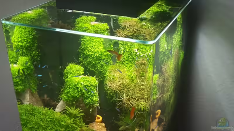 Hauptansicht von Nano Cube meets Fluval Edge von Schallex (1)