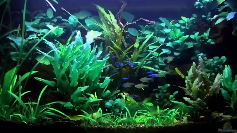 Hauptansicht von Rabäukchen (1)