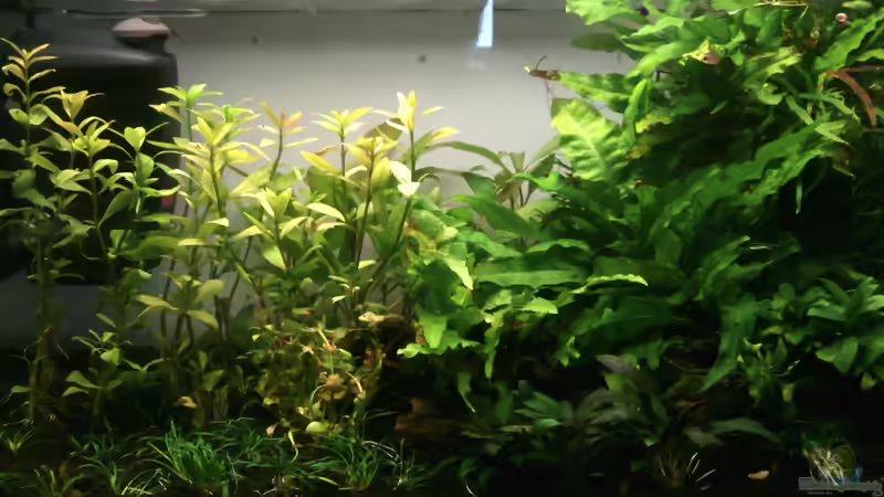 Hauptansicht von Ray1975 (1)