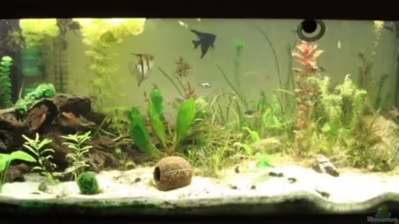 Hauptansicht von Roland Gailing (1)