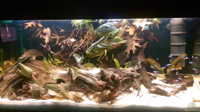 Hauptansicht von Schwarzer Fluss von naturalR (1)