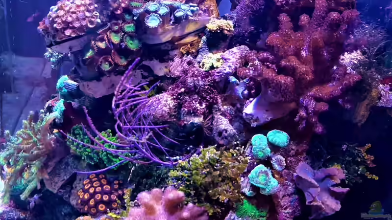 Hauptansicht von Toni (2)