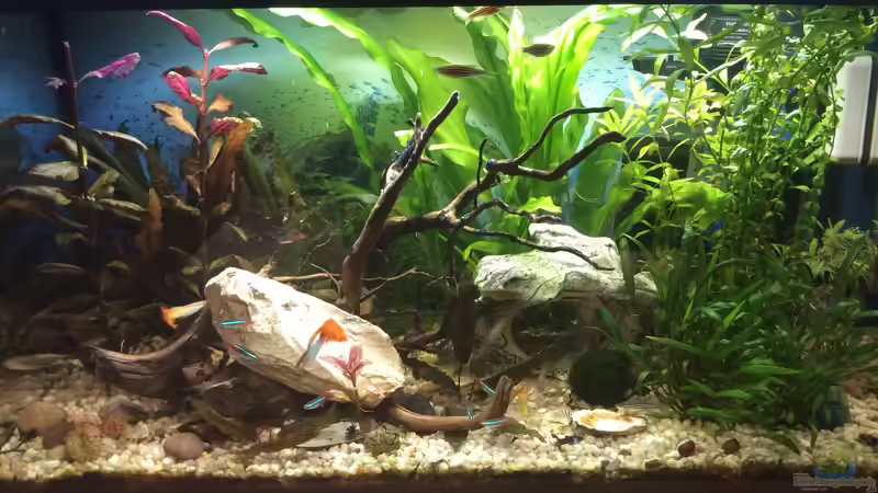 Hauptansicht von Traumaquarium von Anni Nixe (1)