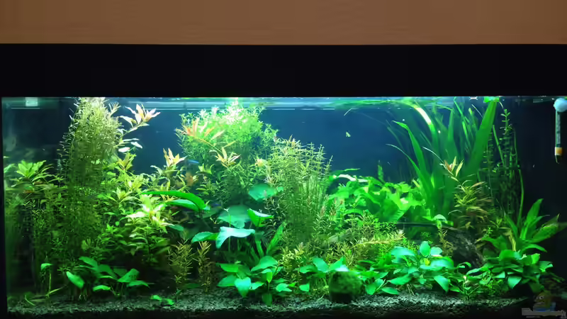 Hauptansicht von vorne von Americano (1)