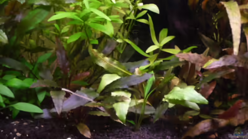 Hauptansicht Vordergrund 1 23.05.2011 von Ray1975 (7)