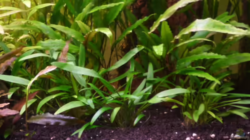 Hauptansicht Vordergrund 2 23.05.2011 von Ray1975 (8)