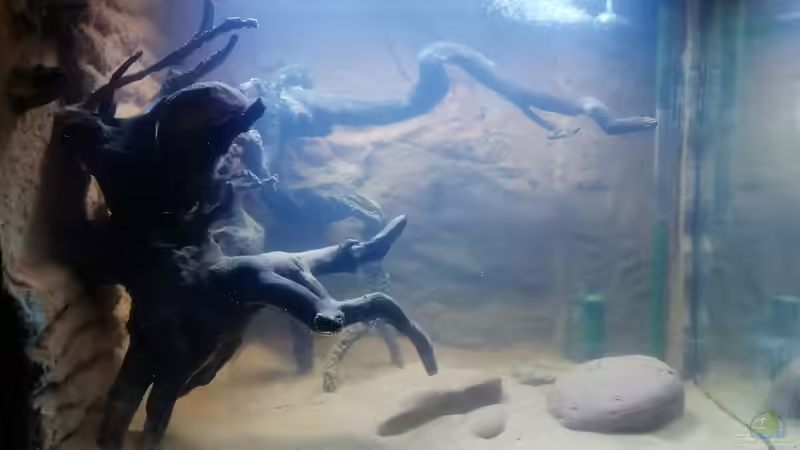 Hauptansicht vorne von - Stephen - (6)