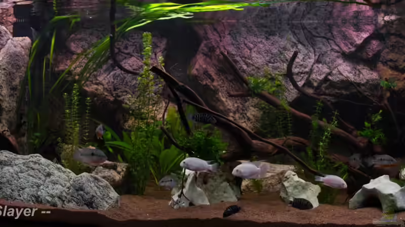 Hauptbecken am 08.05.2013 von GoreSlayer (19)