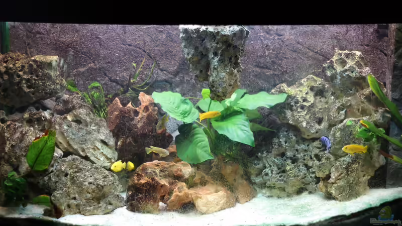 Hauptbecken von noah99 (1)