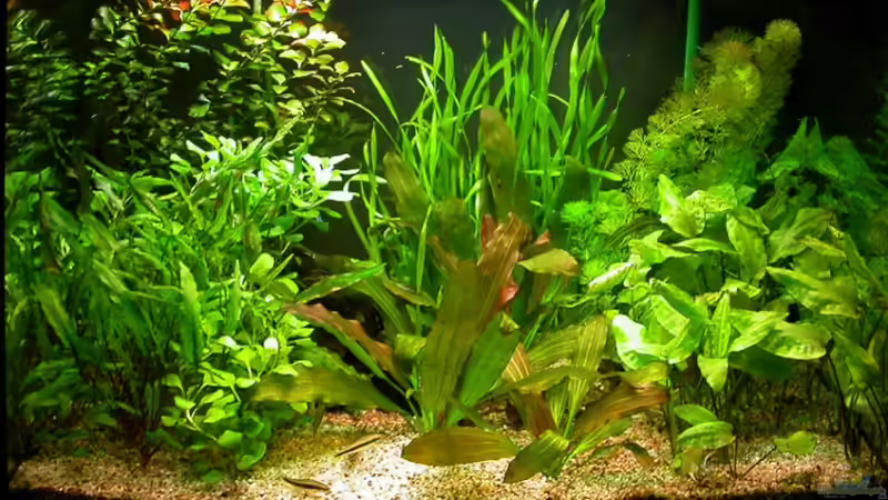 Hauptbild - 13.11.2008 von Susanne Schmohl (1)