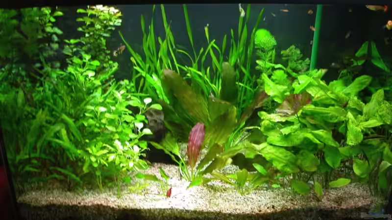 Hauptbild - 29.08.2008 von Susanne Schmohl (8)