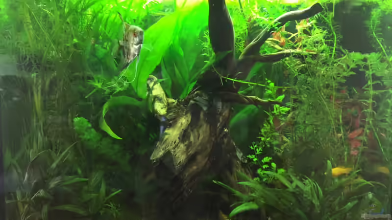 Hauptbild - Gesamtansicht von Clemens (1)