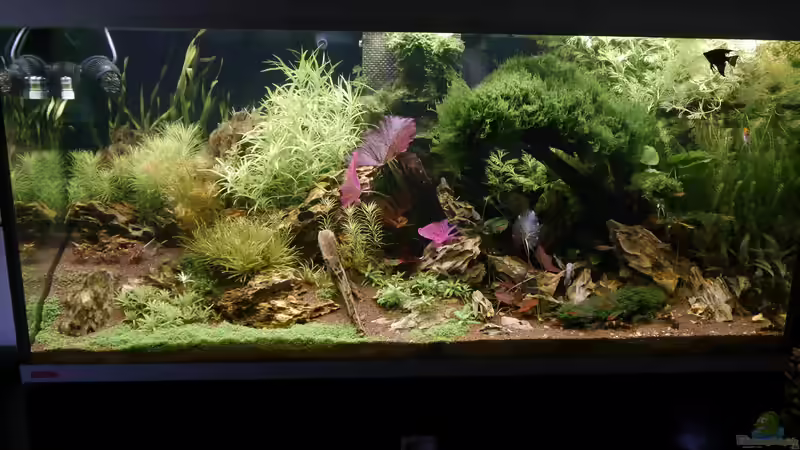 Hauptbild 02.06.16  von foxi (14)