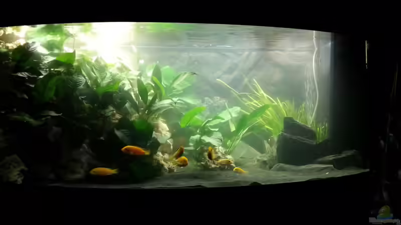 Hauptbild 02.12.2012 von Volker (11)