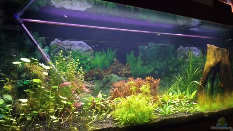 Hauptbild 08.02.2013  Leider noch ziemlich veralgt, aber es wird langsam besser von Sebastian L. (1)