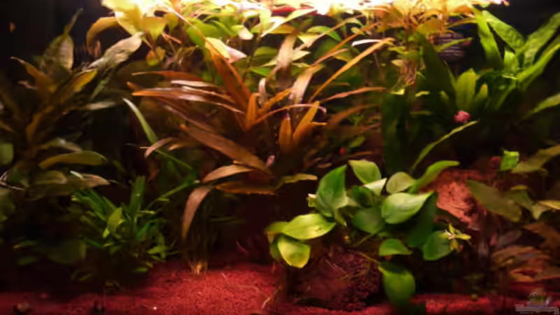 Hauptbild 09.03.2011 von Ray1975 (8)