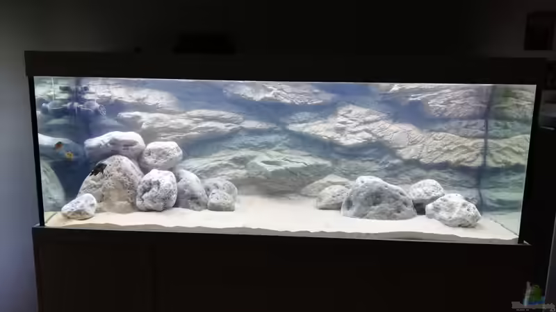 Hauptbild 17.10.2018 mit Erstbesatz von Tom (2)