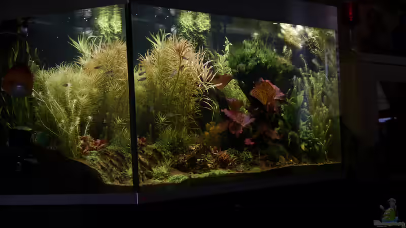 Hauptbild 20.04.2016 von foxi (11)