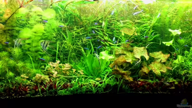 Hauptbild 20120611 von @mazonas (5)