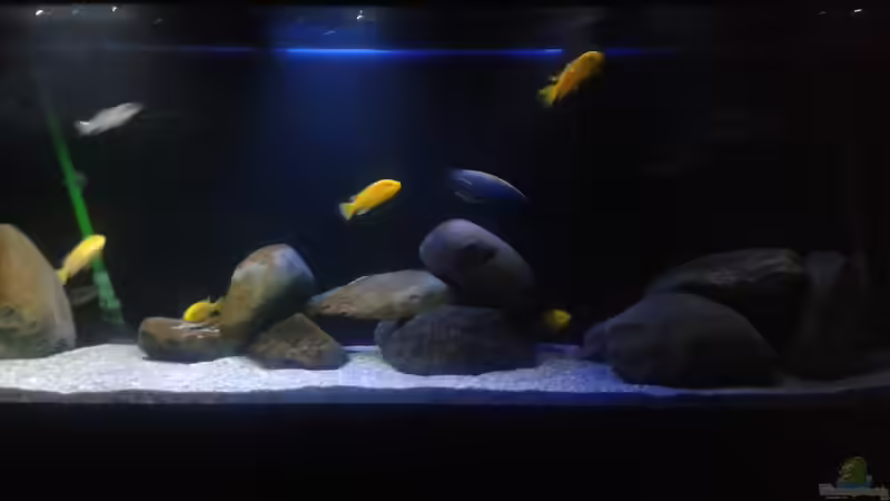 Hauptbild 21.11.2013 von Cichlidenfan (1)