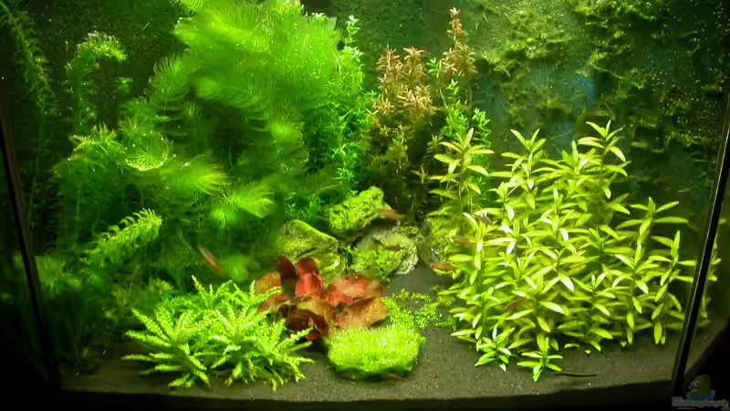 Hauptbild 26.08.2010 von Susanne Schmohl (1)