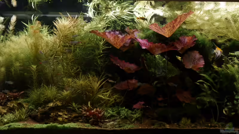 Hauptbild 27.04.2016 von foxi (12)