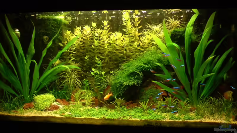 Hauptbild des Beckens vom 18. August 2008