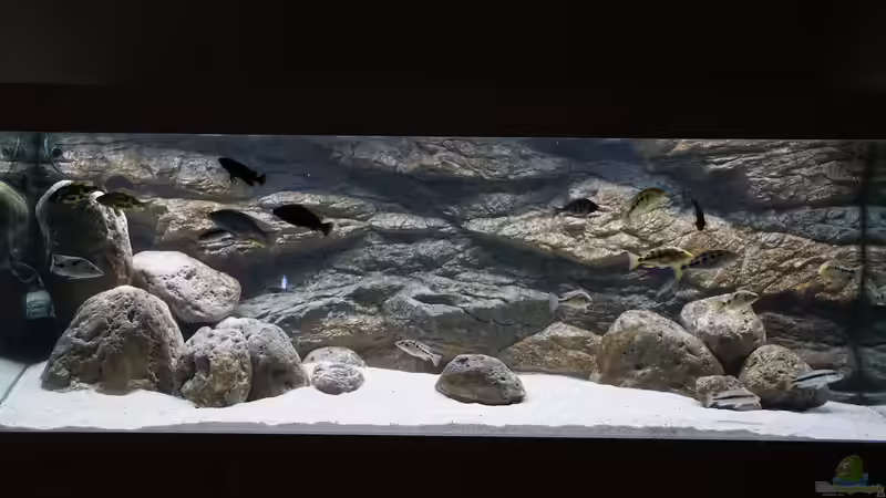 Hauptbild Malawiaquarium 09.02.2019 von Tom (5)