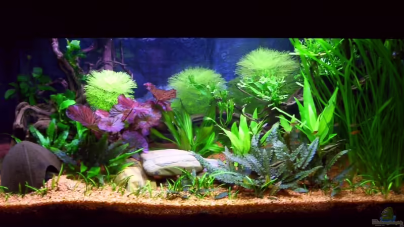 Hauptbild (ohne Blitzlicht fotografiert) von Ralf Franke (1)