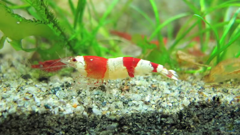 Hauptbild vom 08.03.2015