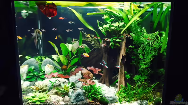 Hauptbild vom 11.6.2016 von Sarah (1)