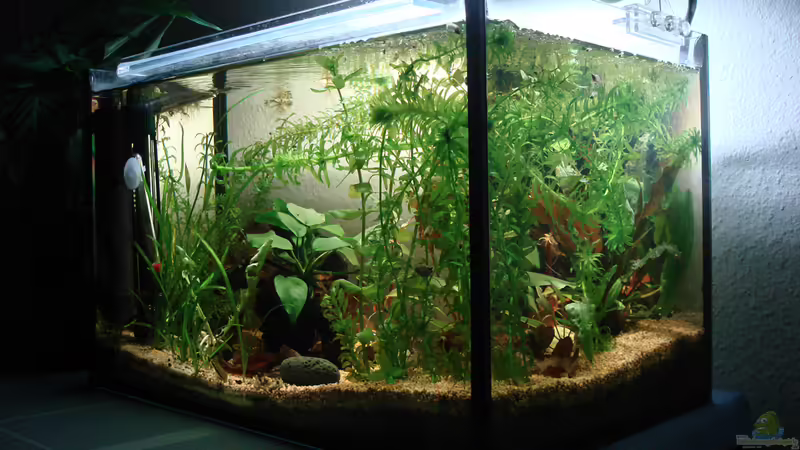 Hauptbild vom 16.4.2013 von Aquilegia (2)